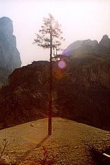 Der gro&szlig;e Einzelk&auml;mpferbaum